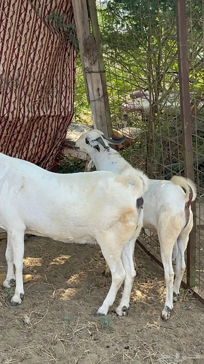 عنز فاخره وولدها مشروع فحل 4