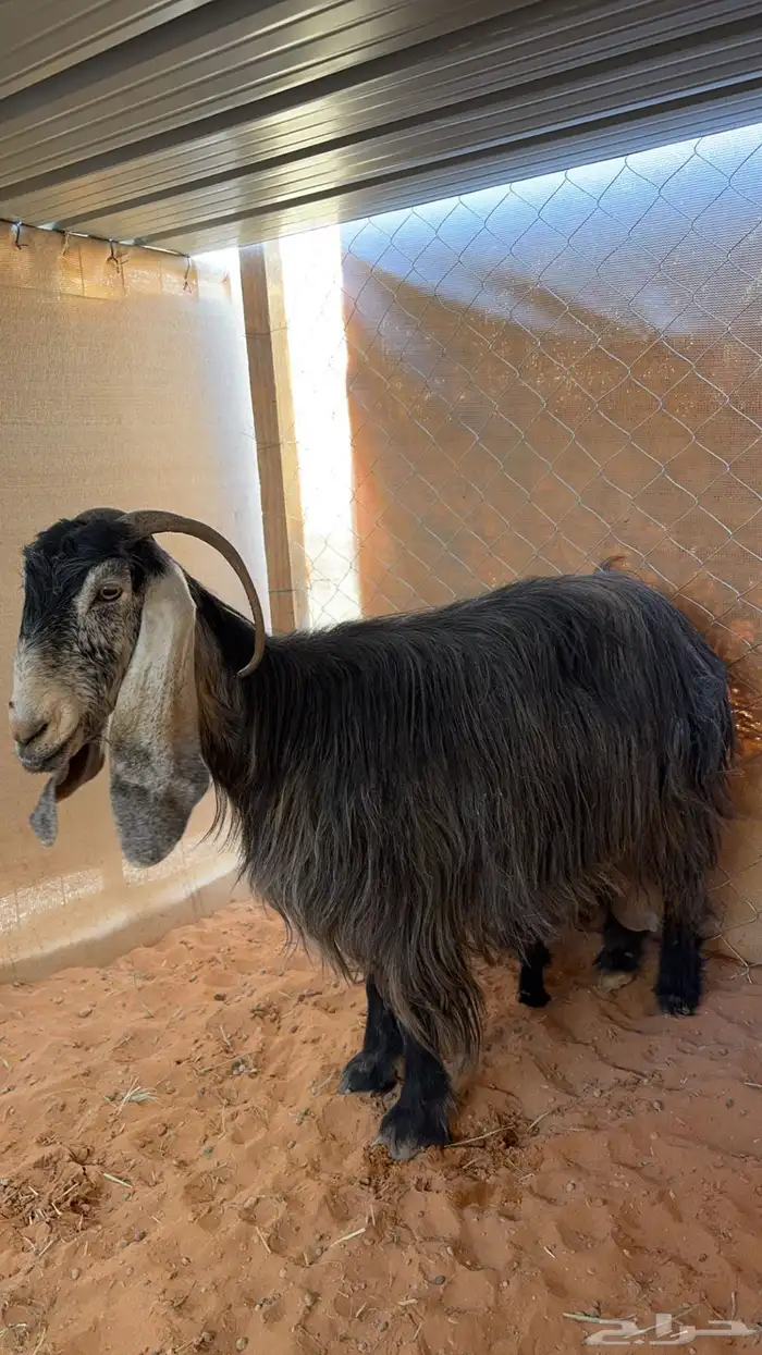 عنز عارضيه اللبيع متبع 1