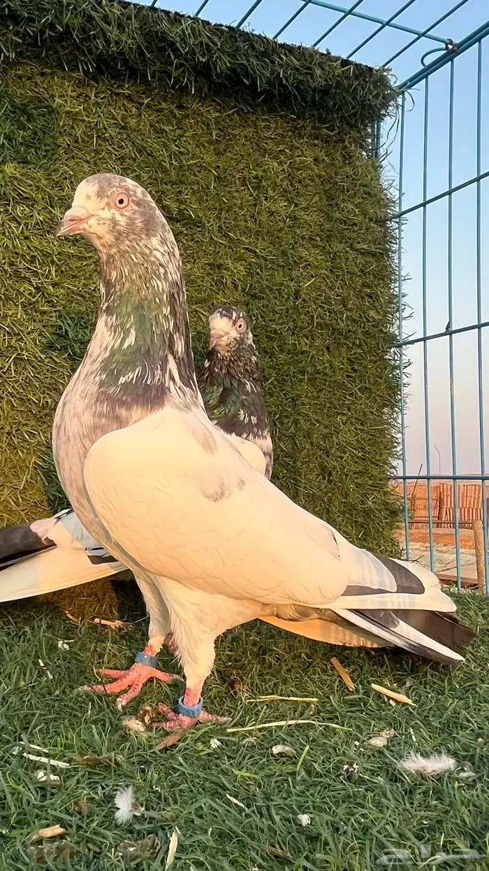 حمام باكستاني للبيع 0