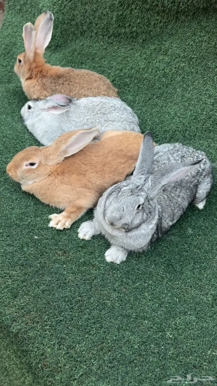 عرض على ارانب الفلاندر الاماني 1