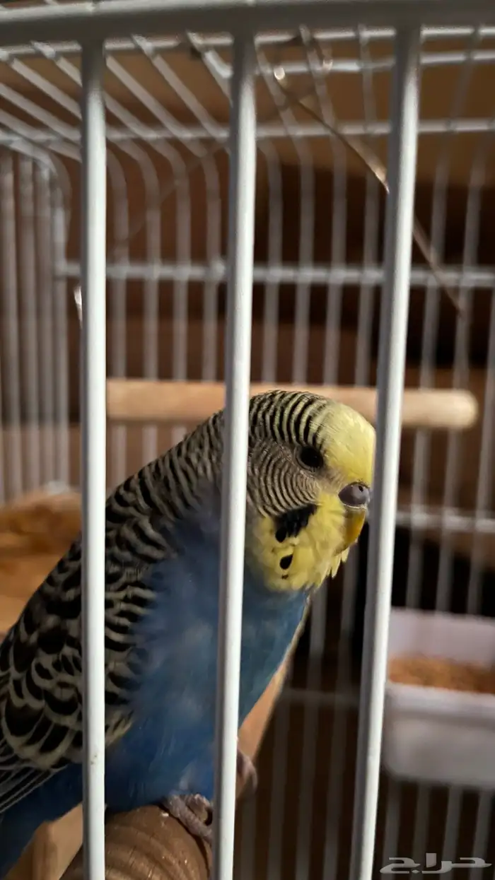 عصفور بادجي ذكر مع قفص كبير   السعر 100 ريال فقط 3