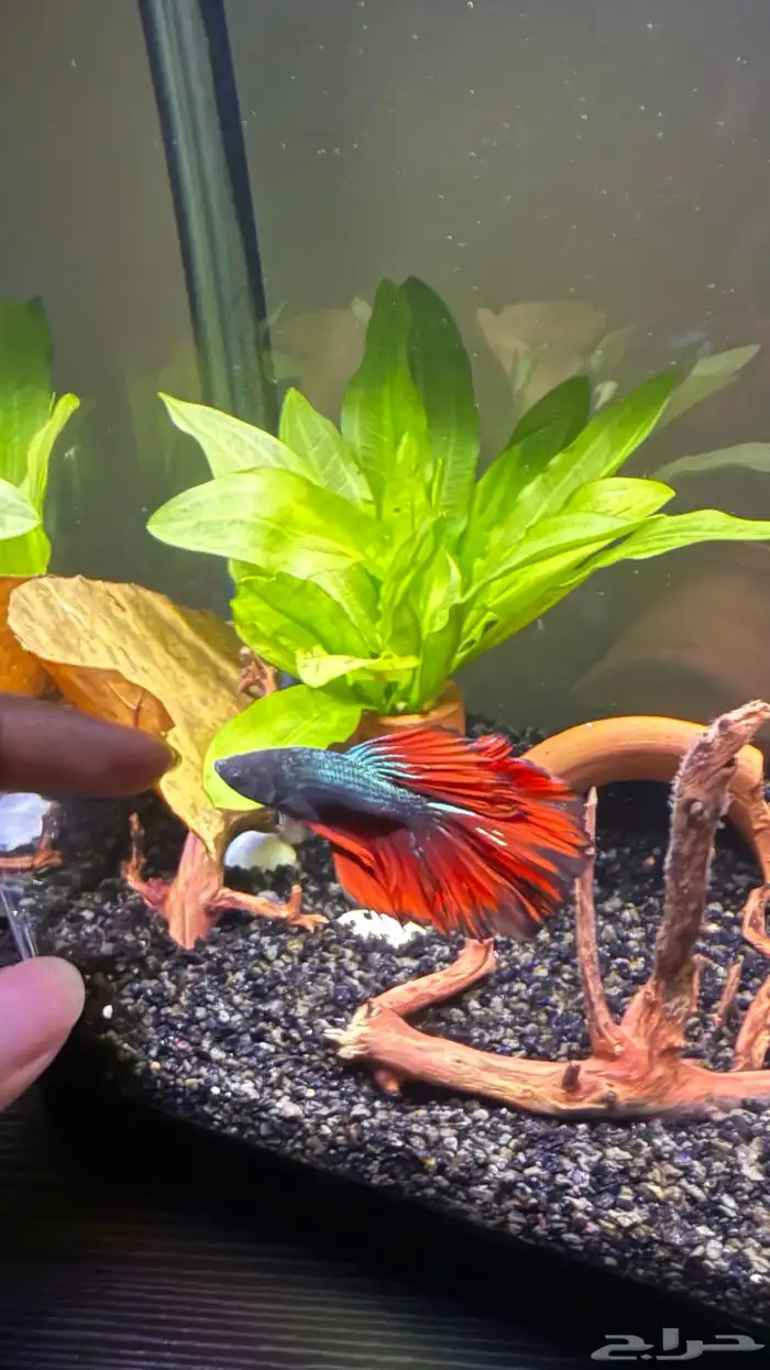 حوض سمك فايتر بيتا 2