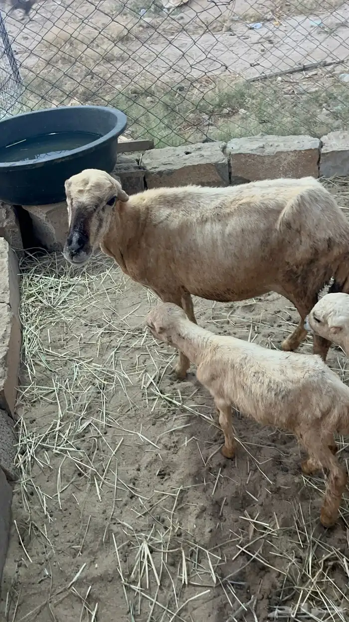 نعجه منتوج متاومه 2