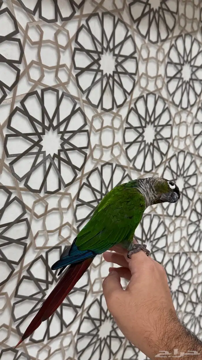 ذكر كنيور قرين شيك اليف ومتكلم ومنتج ( تم البيع) 1