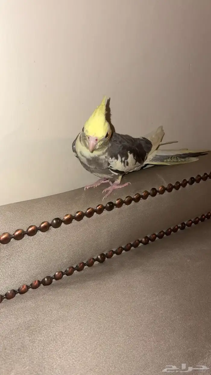 كروان اليف 1