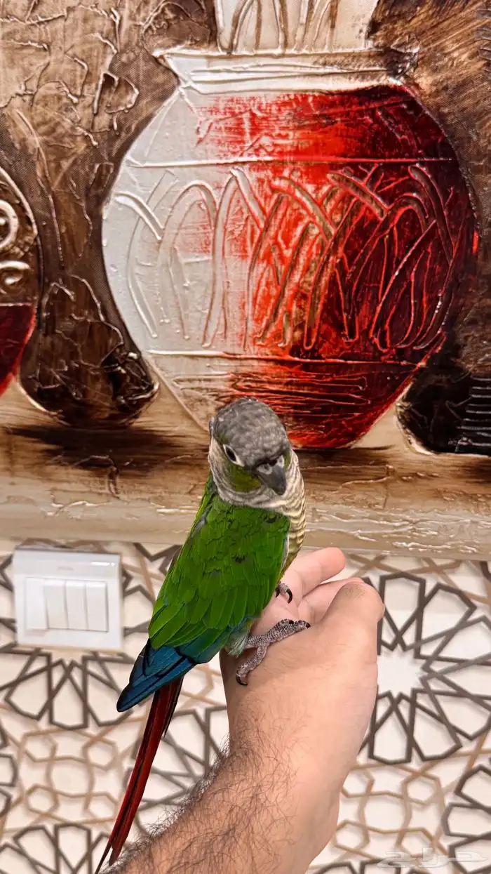 ذكر كنيور قرين شيك اليف ومتكلم ومنتج ( تم البيع) 5