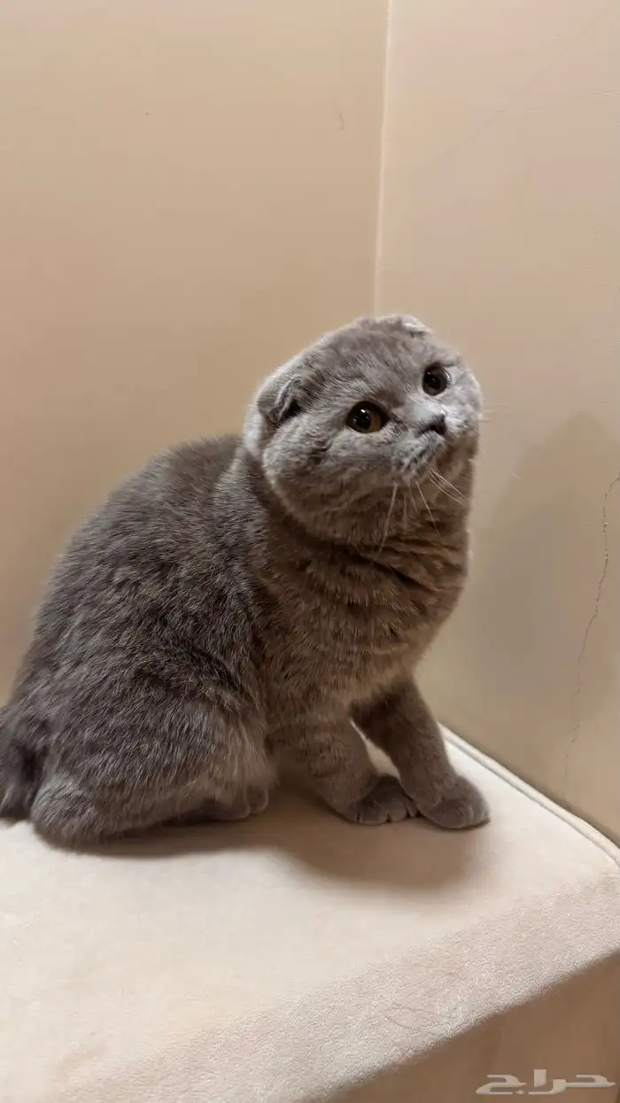 قطط سكوتش فولد بيور 1