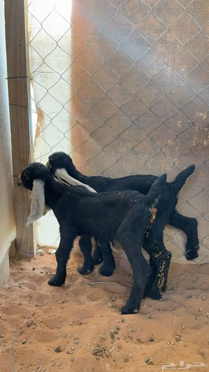 عنز عارضيه اللبيع متبع 2