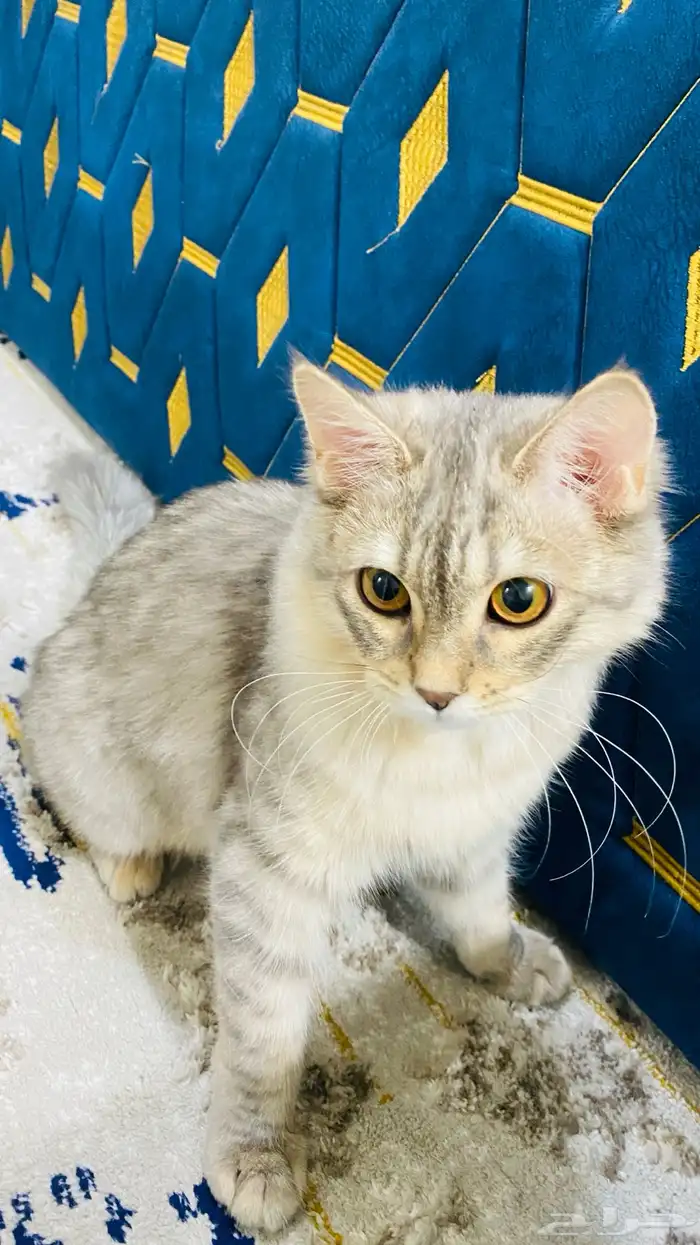 قط شيرازي مع أمريكي 0