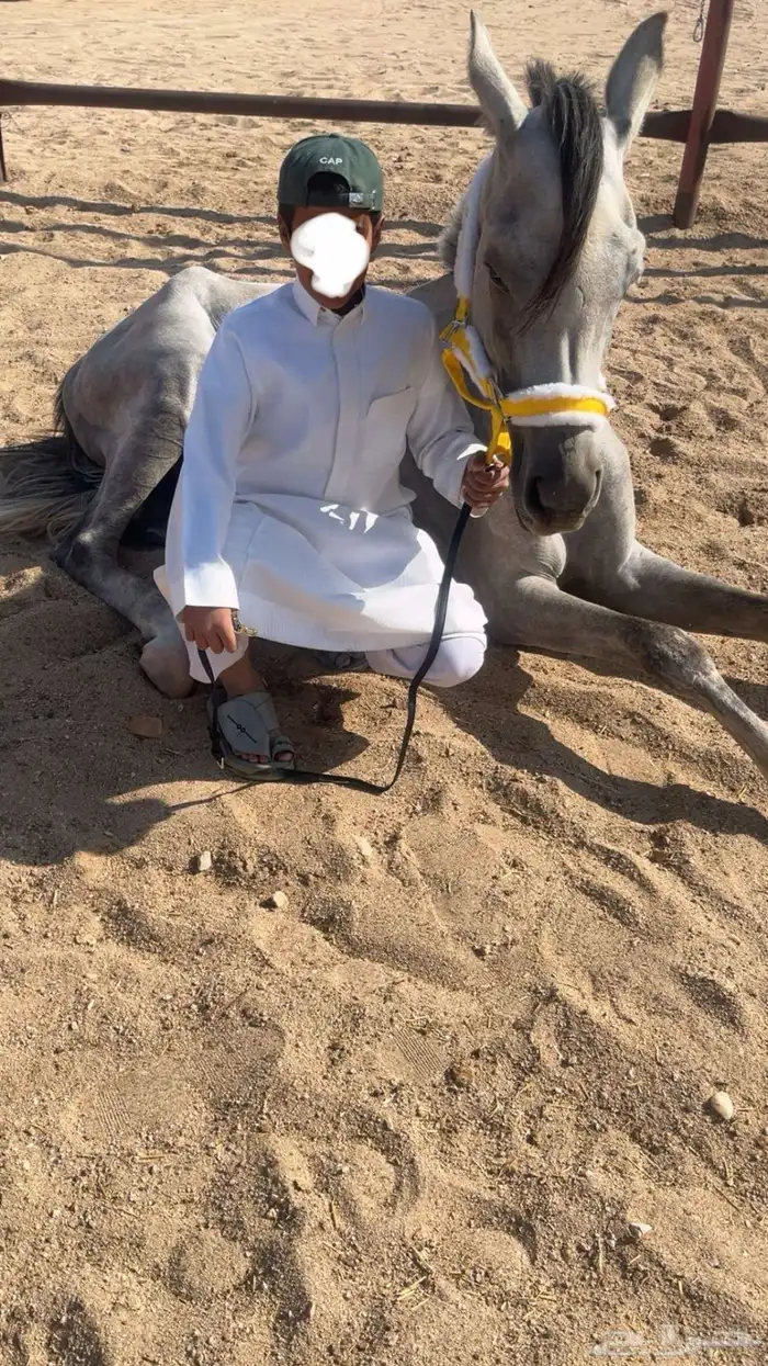 حصان واهو مستقبل فحل مربط 2