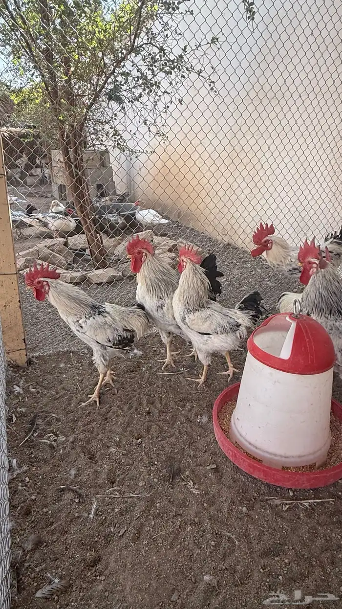 دجاج فرنسي كولمبي 0