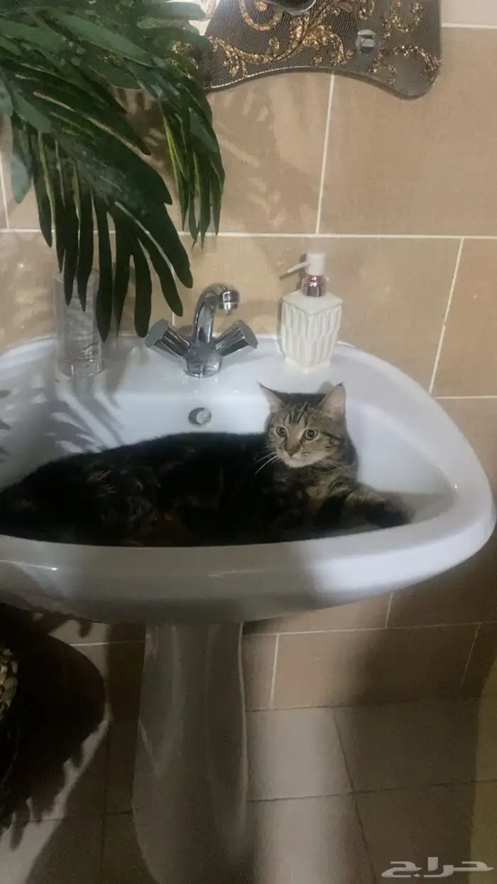 قطط للتبني 0