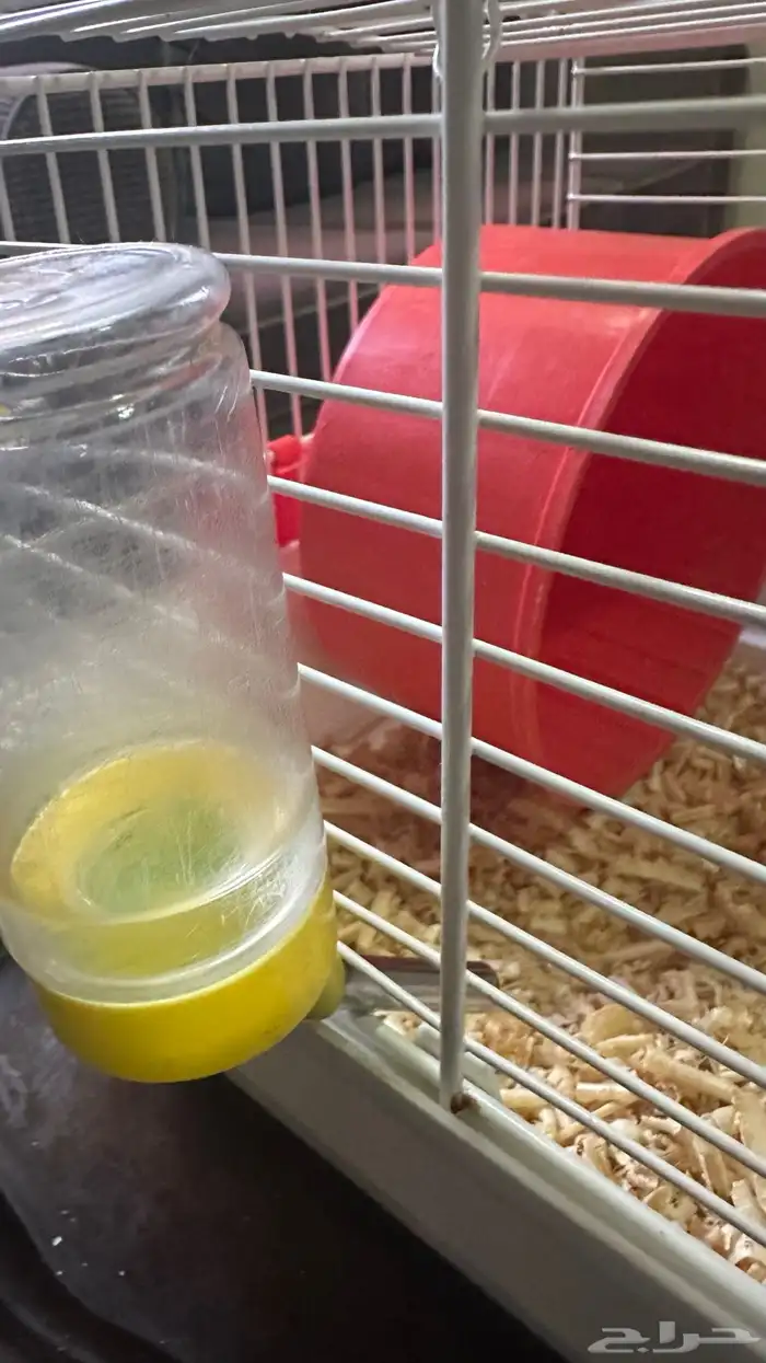 هامستر اليف صغير السن معى بيته واغراضه 1