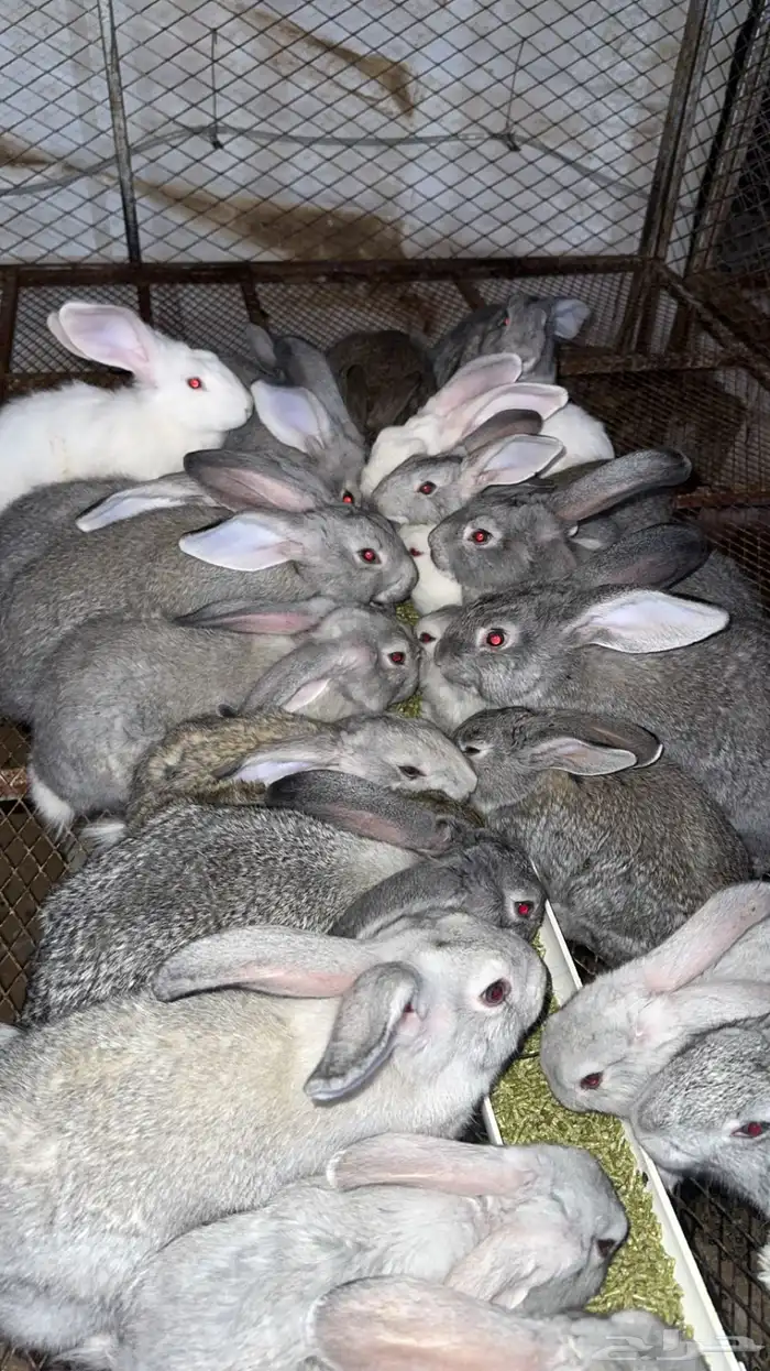 عرض على ارانب الفلاندر الاماني 2