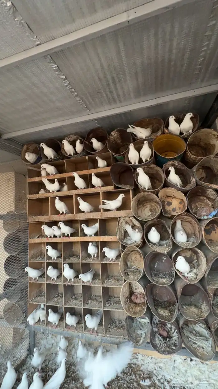 حمام فرنسي العدد تقريبا  35 جوز 0