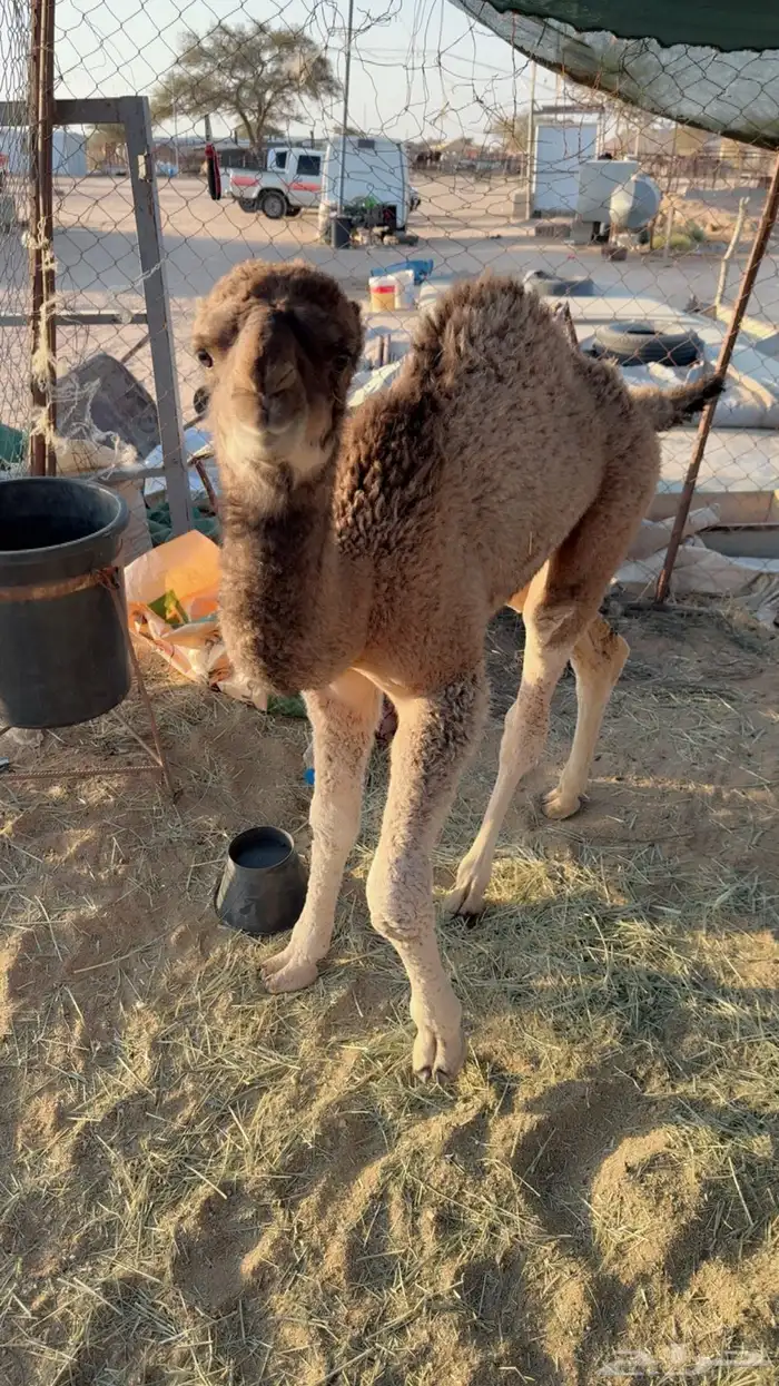 للبيع خلفه مصغر 5