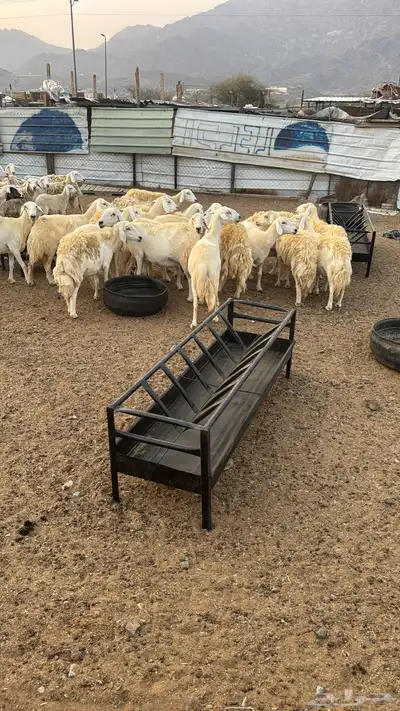 غنم مقاني وخلفات وسواكني حمري index