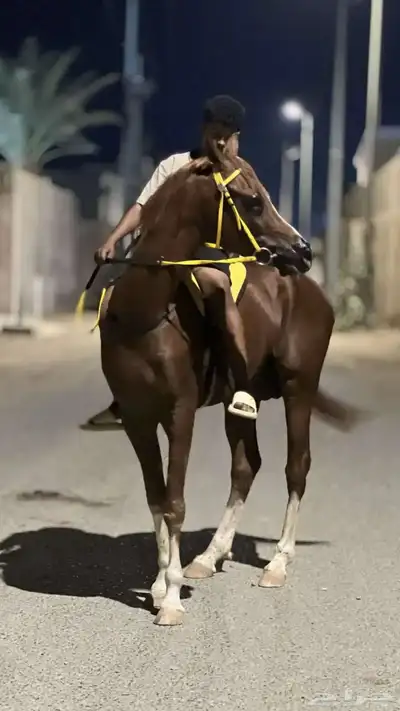 خيل شعبي index