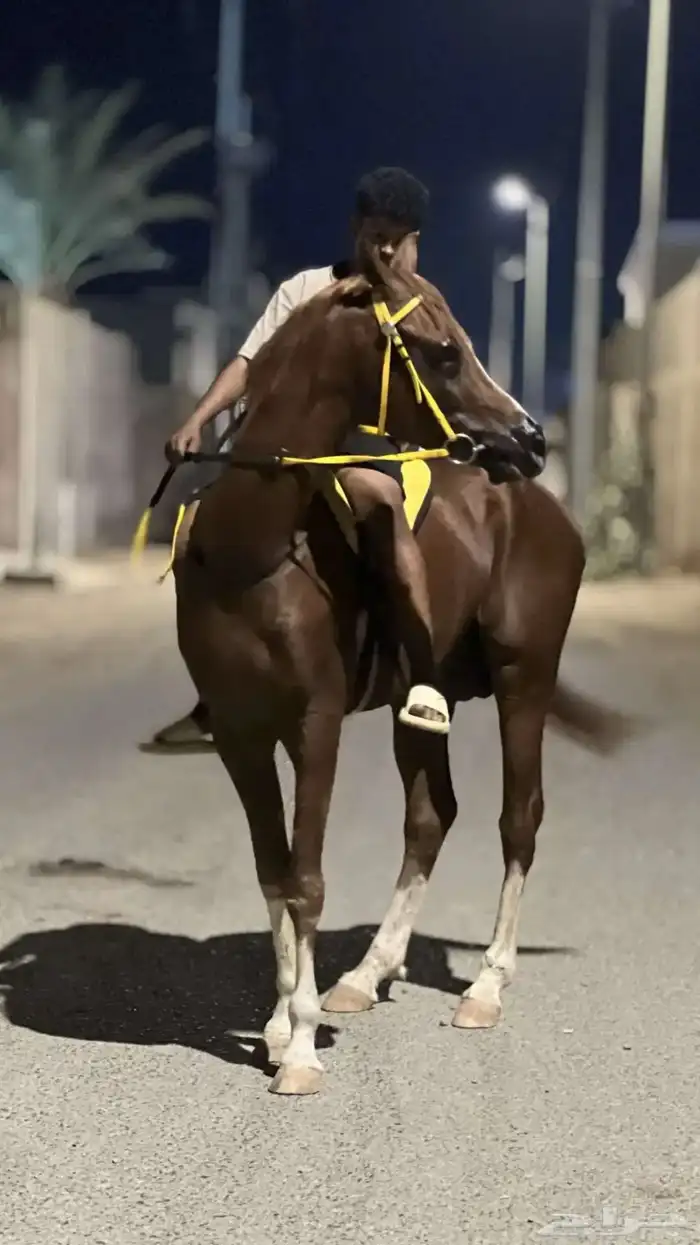 خيل شعبي 3