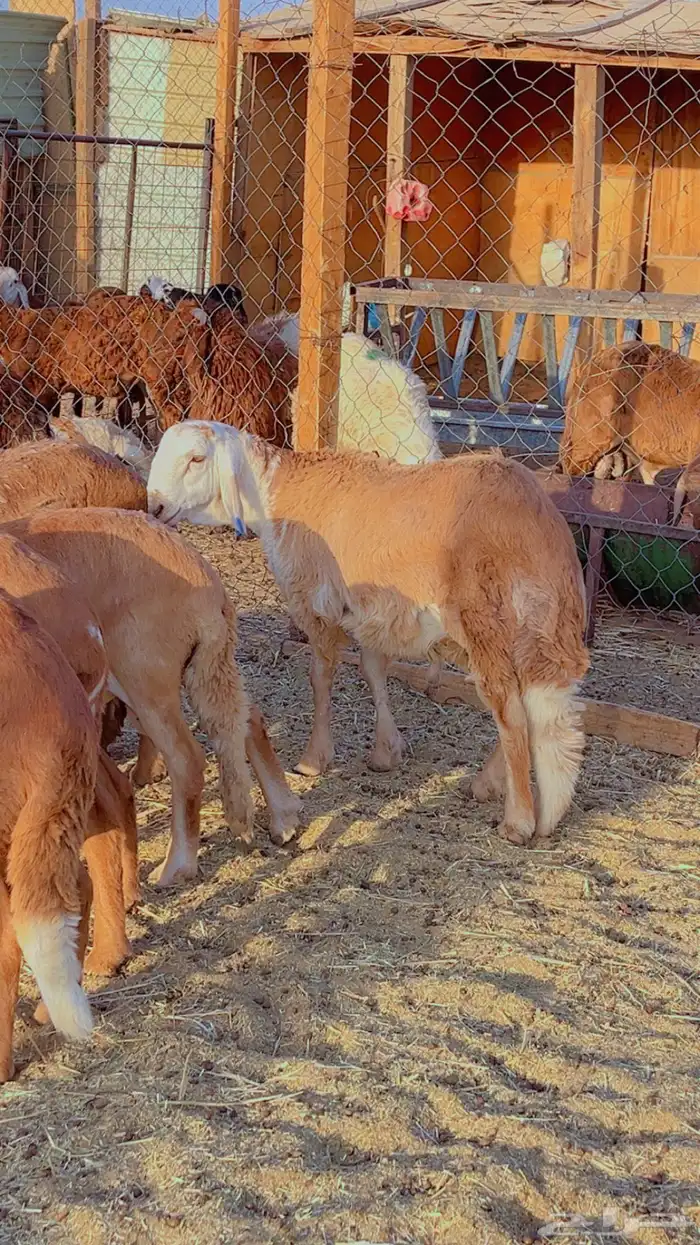 طليان نعيم سواكن برابر فل شحم (راجع التقيم) 6