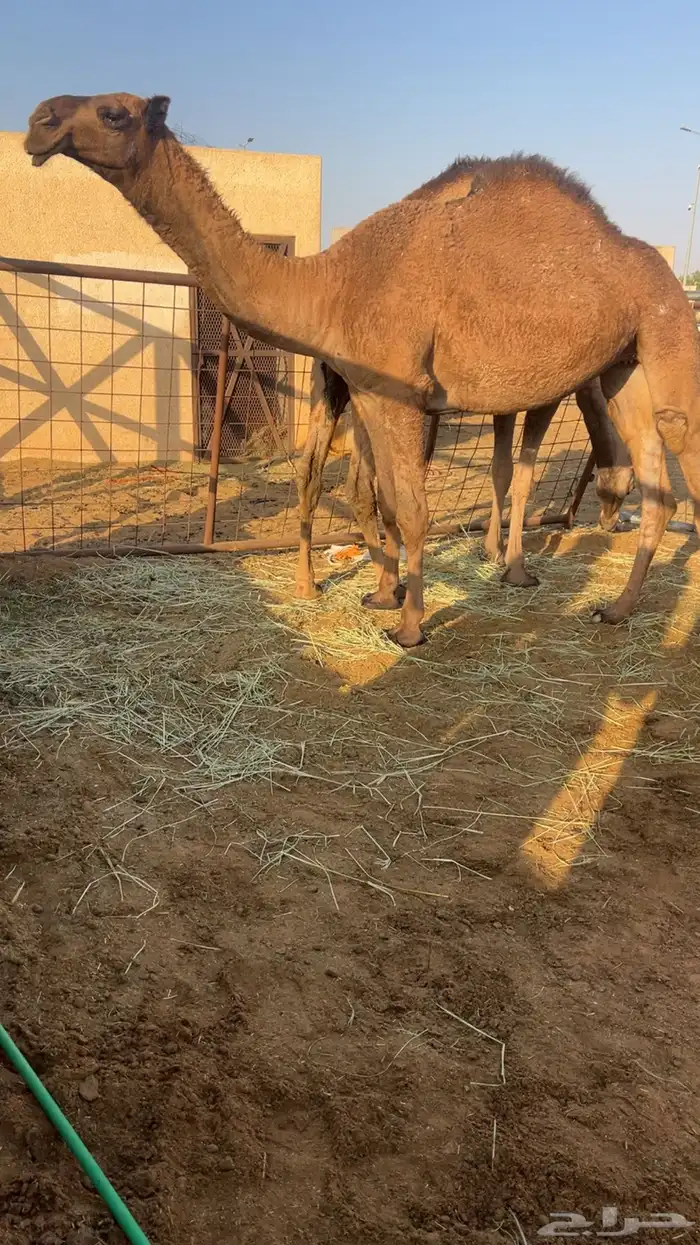 للبيع البكار الصفر الكفوو 0