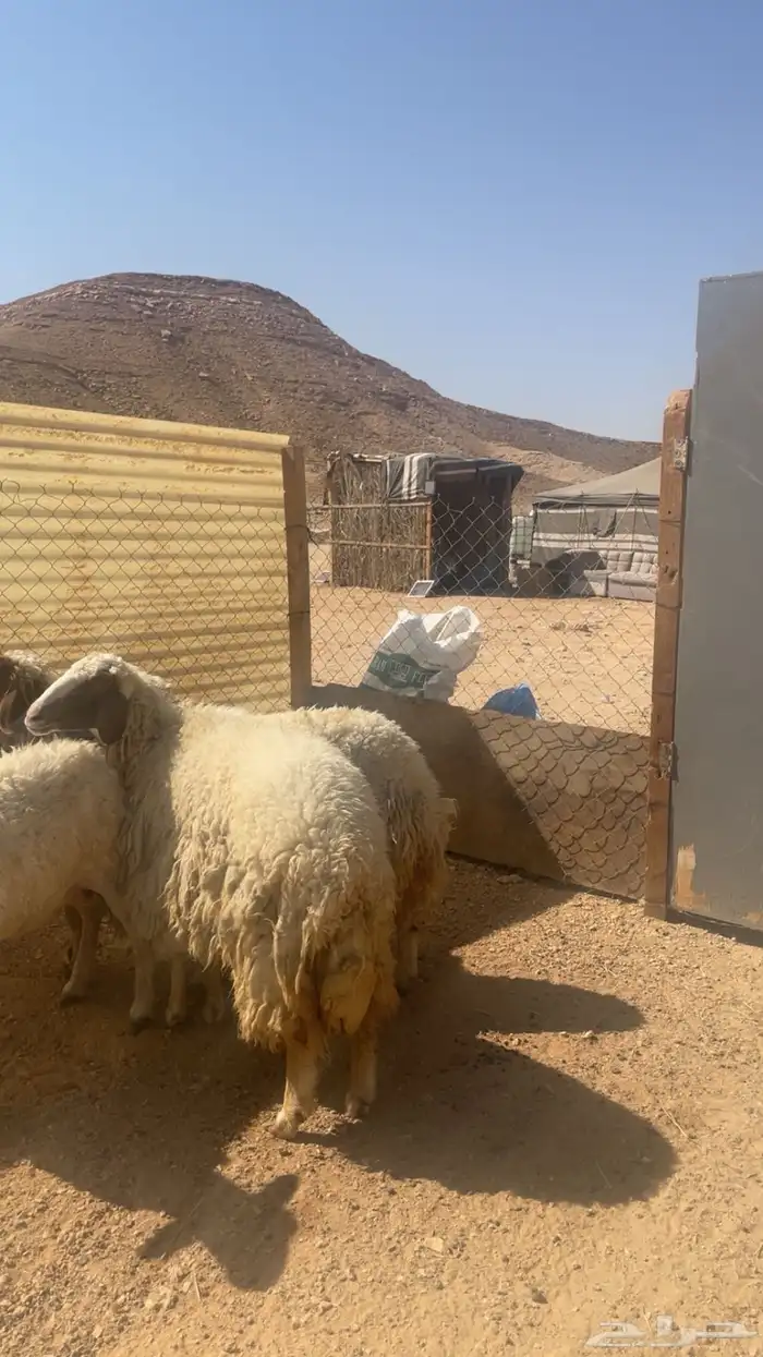 شياه حريات ونعيميه ثنوات 0