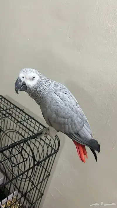 بغبغاء كاسكو index