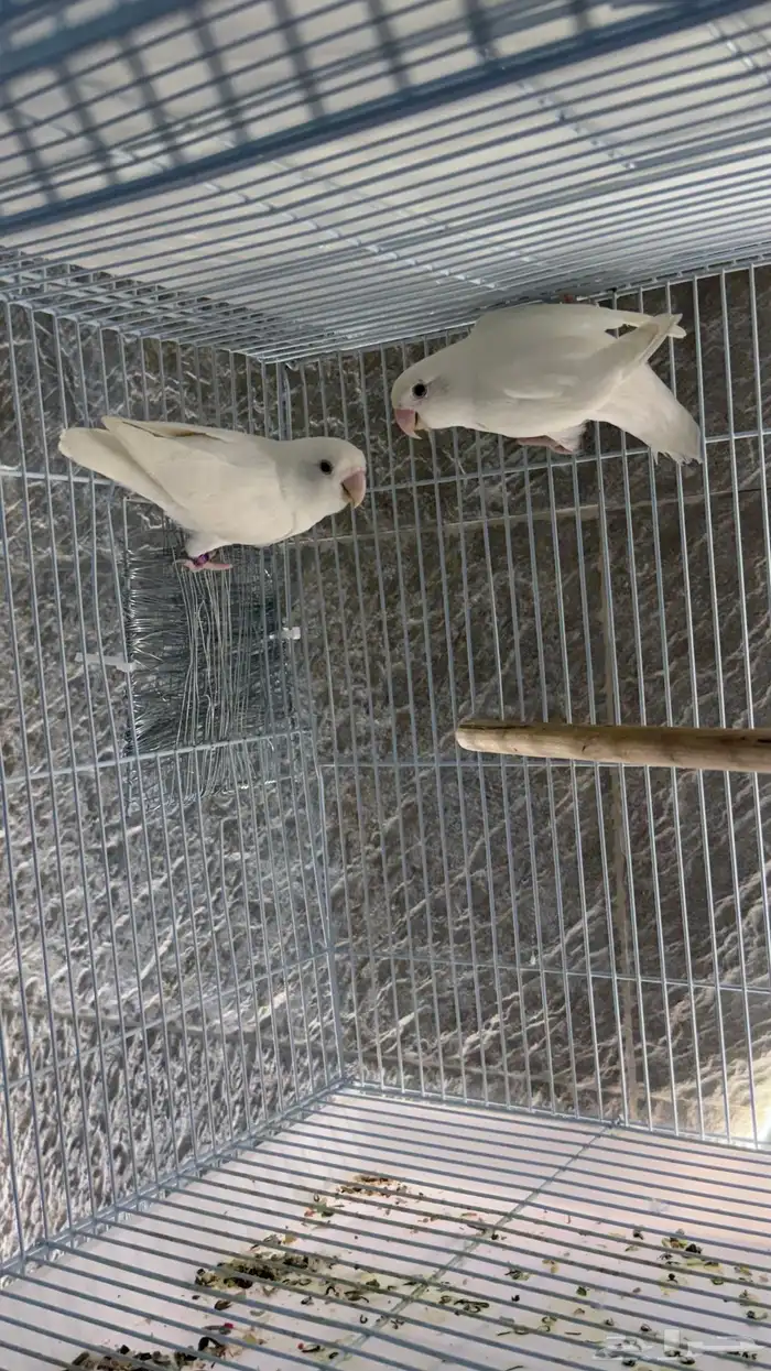 روز البينو صافي 1