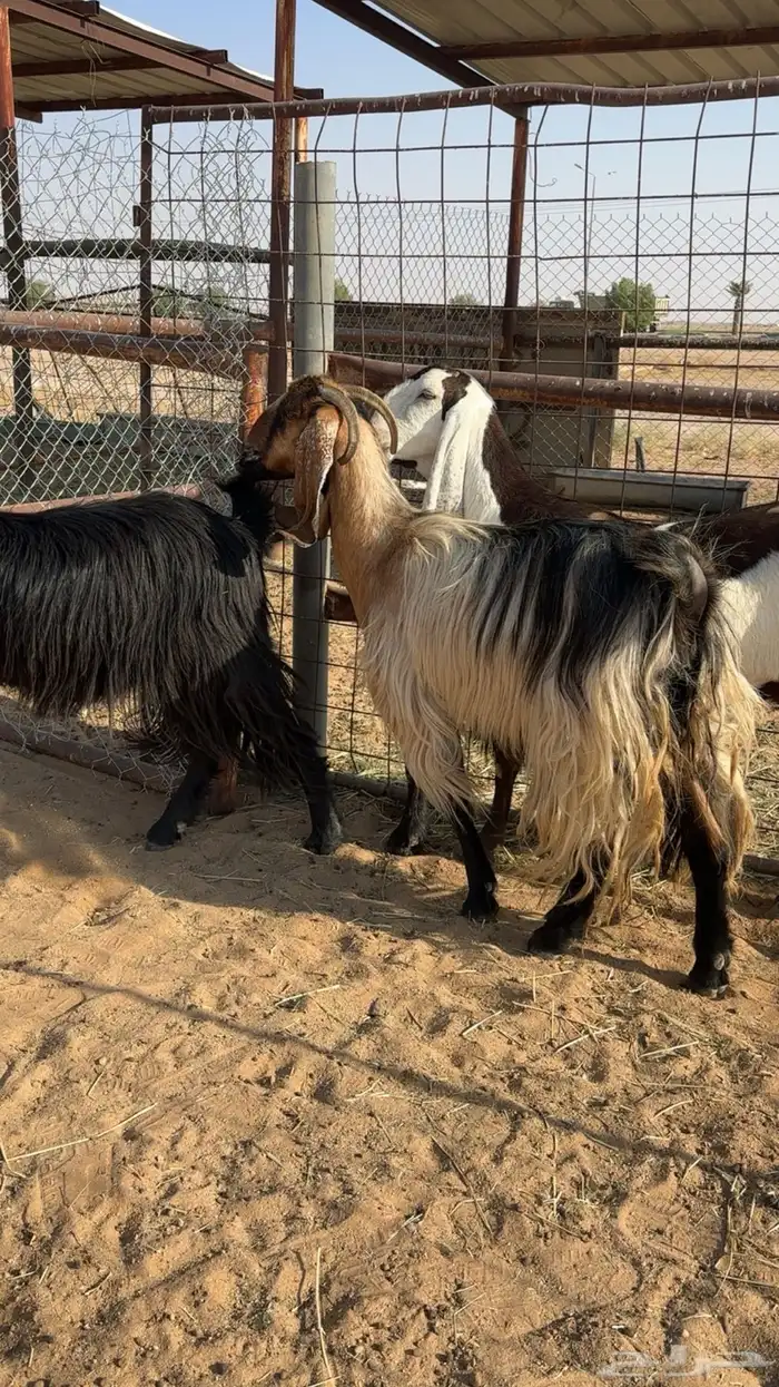 معزا مضاريع 1