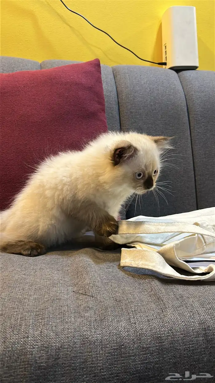 قطوتين للبيع 14