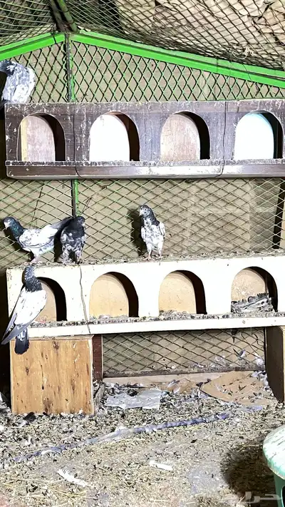 طبات تيدي index