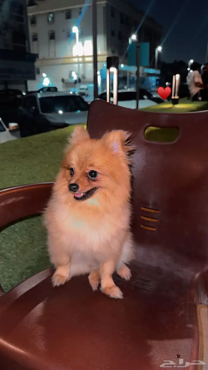 بومرينيان العمر 7 شهور معاه جميع اغراضه 2