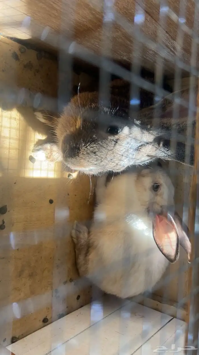 أرانب للبيع 2