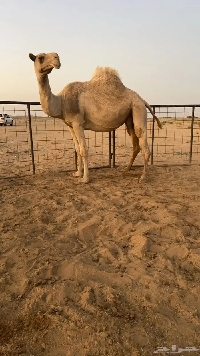 لقحه ملاقي 0