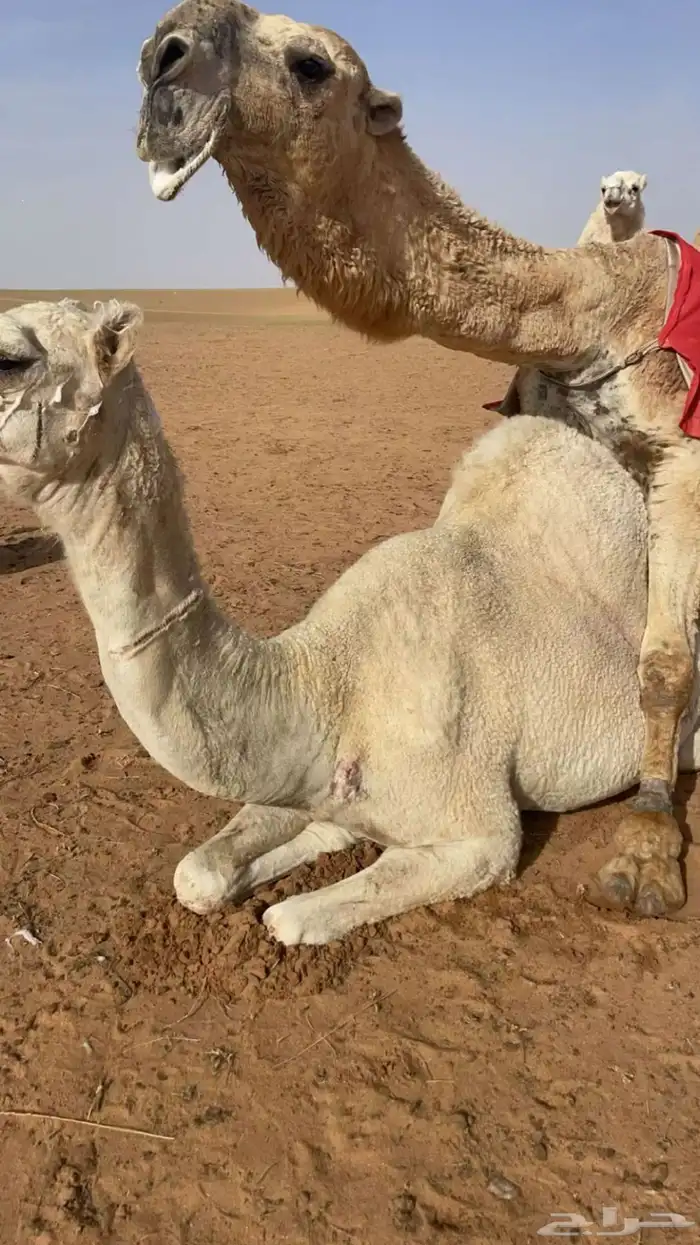 اللقحه الطيبه 1