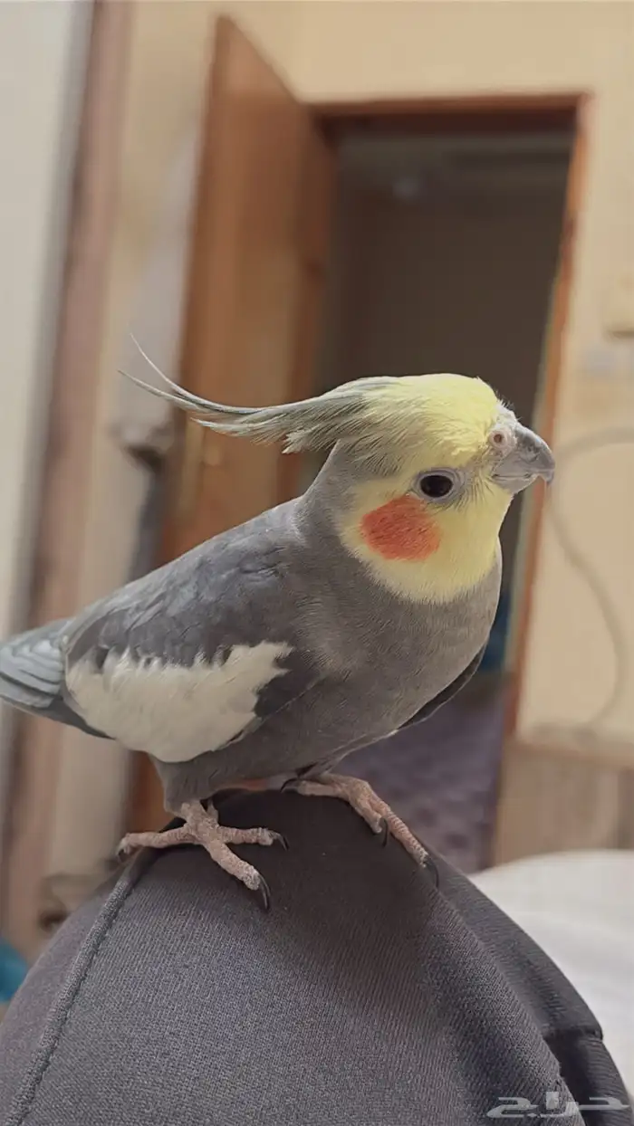 طير كروان كوكتيل 0