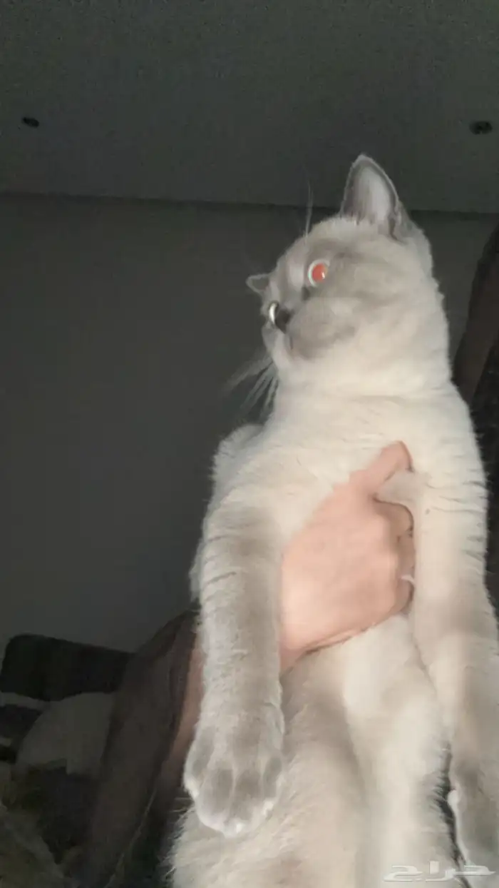 قط هاف سكوتش للبيع 0