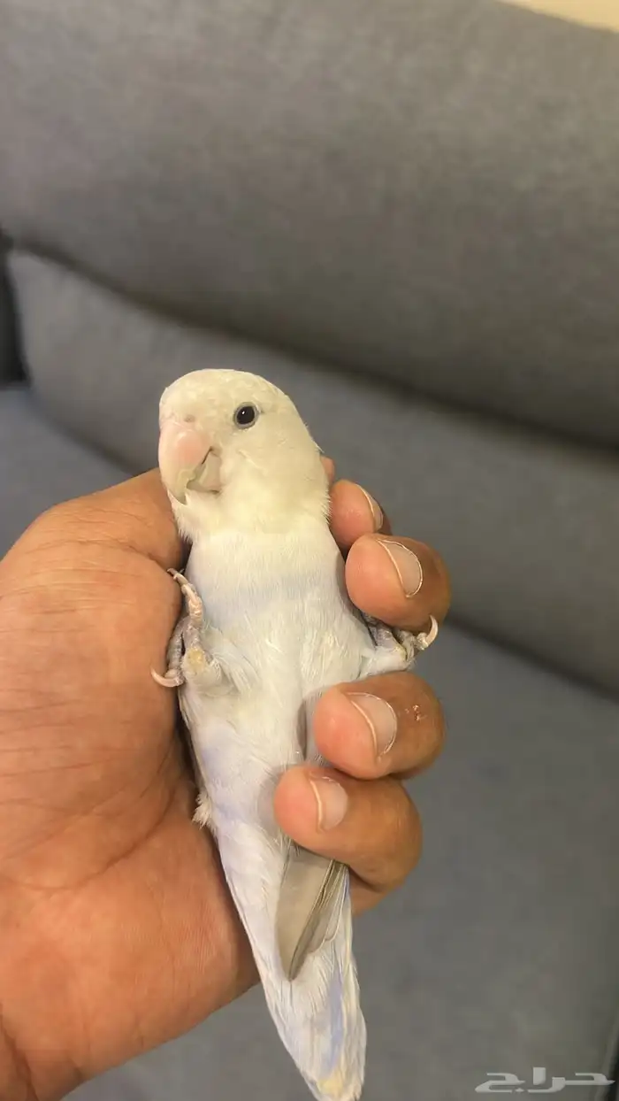 للبيع طير روز 2