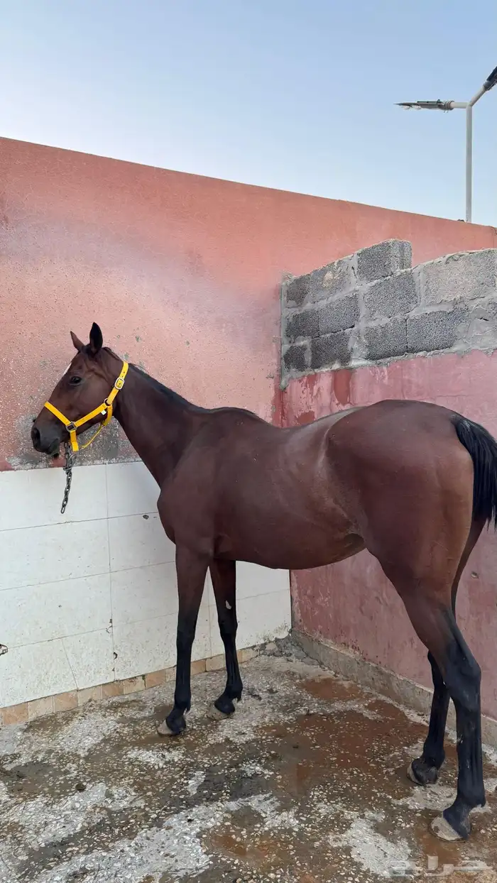 فرس انقلزيه 1