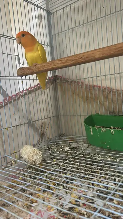 جوز روز تحته فروخ index