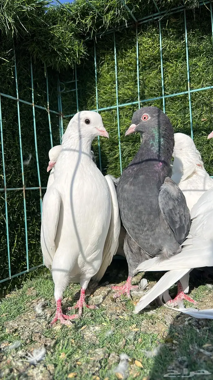 حمام قطيفي 7