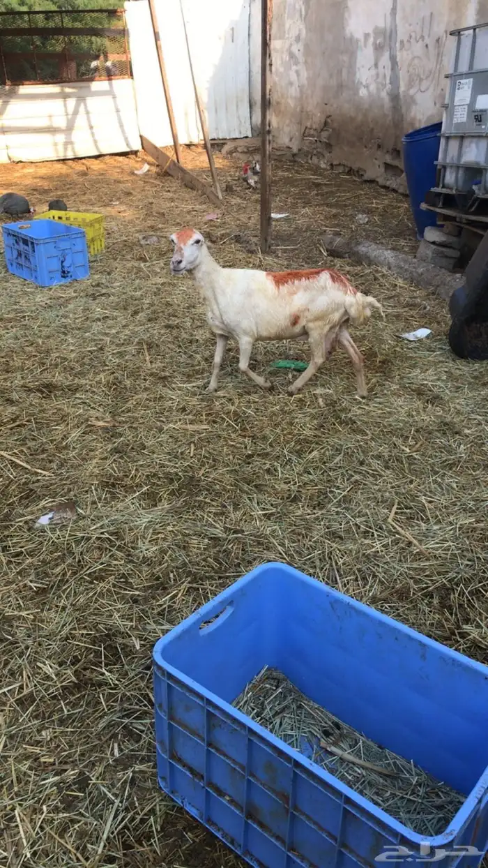 نعجة مد وطول عشار 1