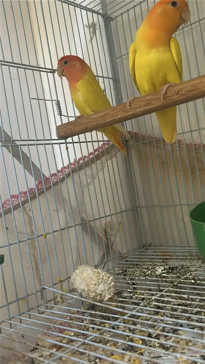 جوز روز تحته فروخ 0