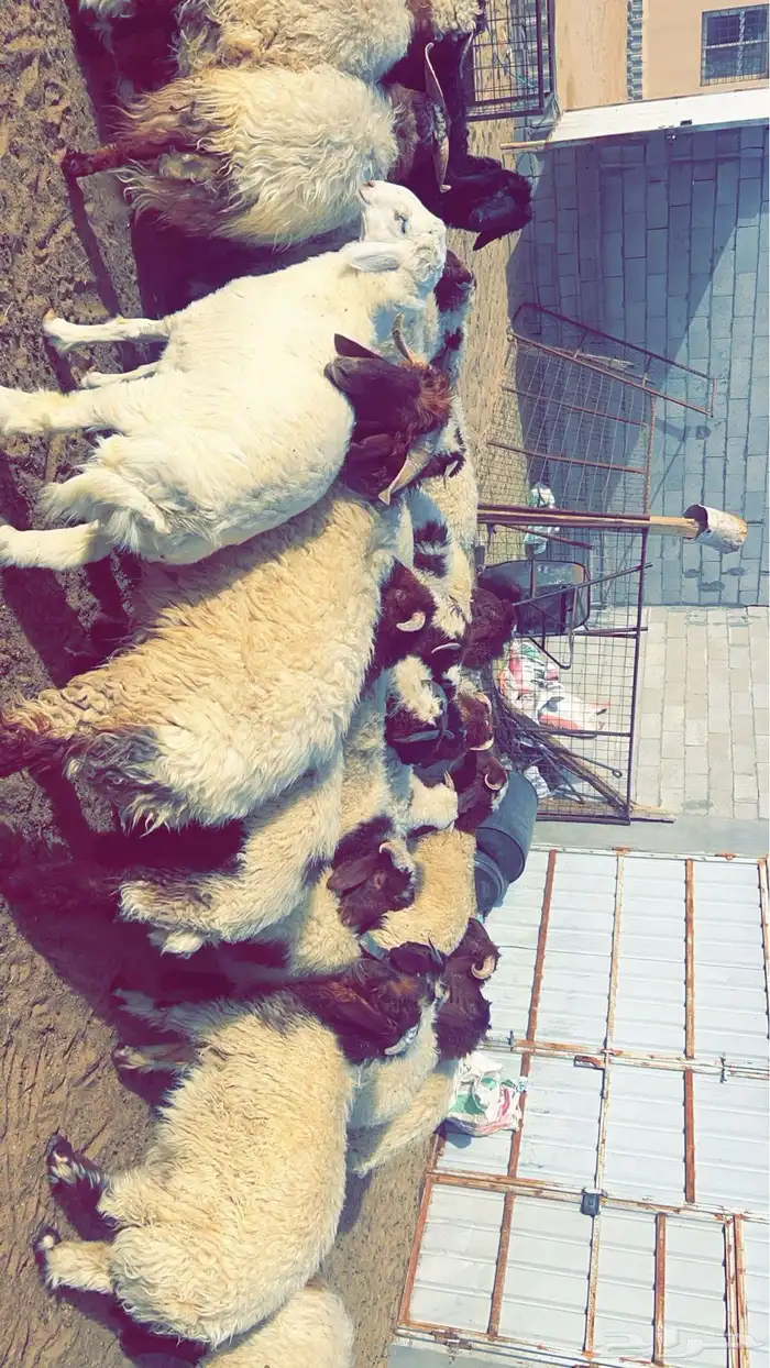 اعلان متوفر ذبايح نعيم 0