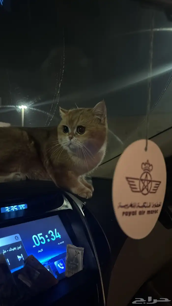 ذكر للبيع بريتش شورت هير 7