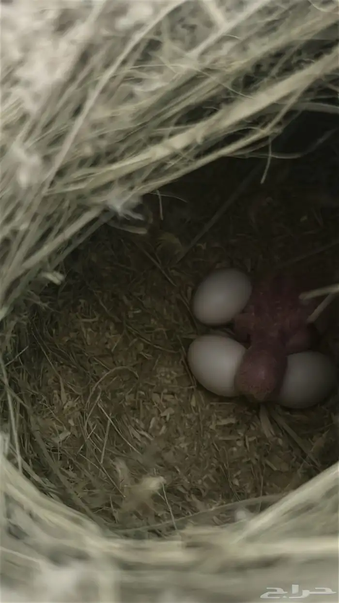 جوز روز تحته فروخ 3