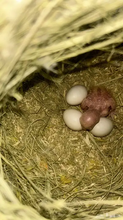 جوز روز تحته فروخ index