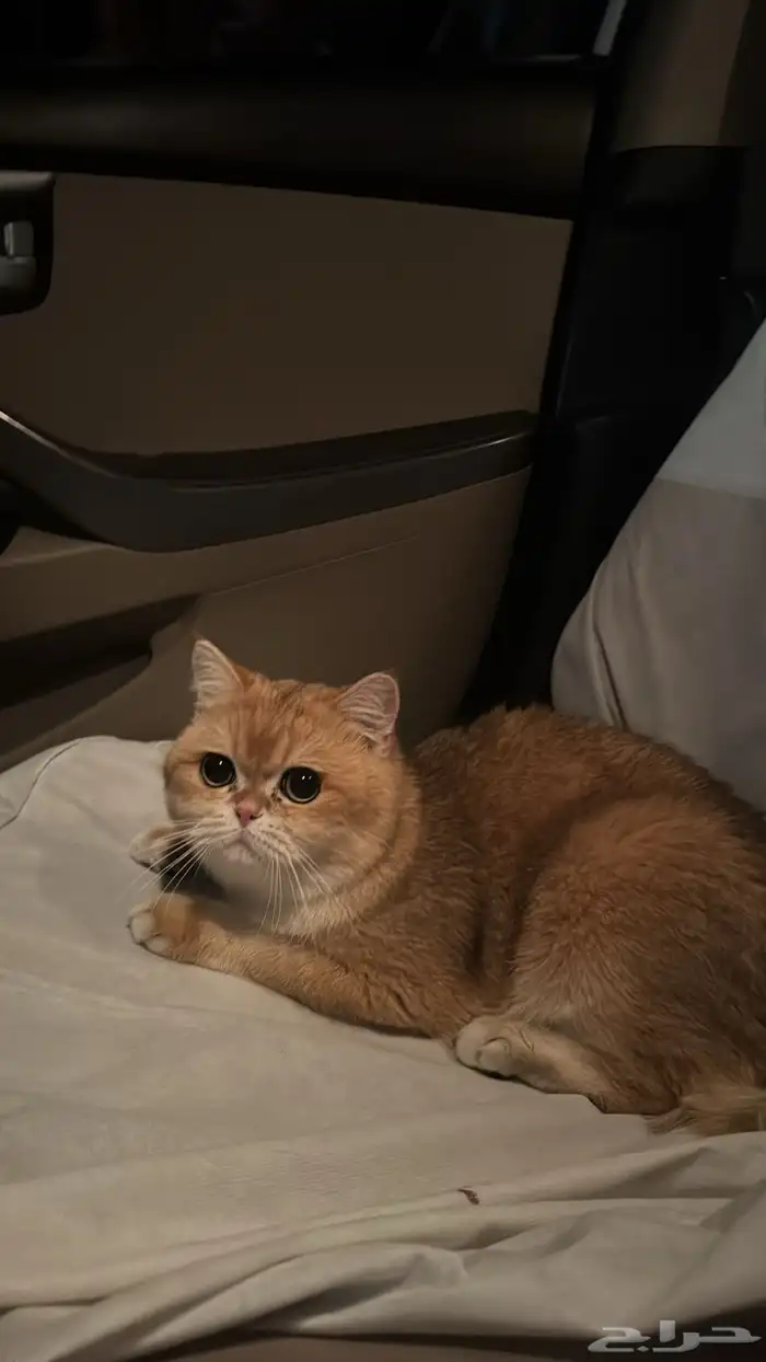 ذكر للبيع بريتش شورت هير 5