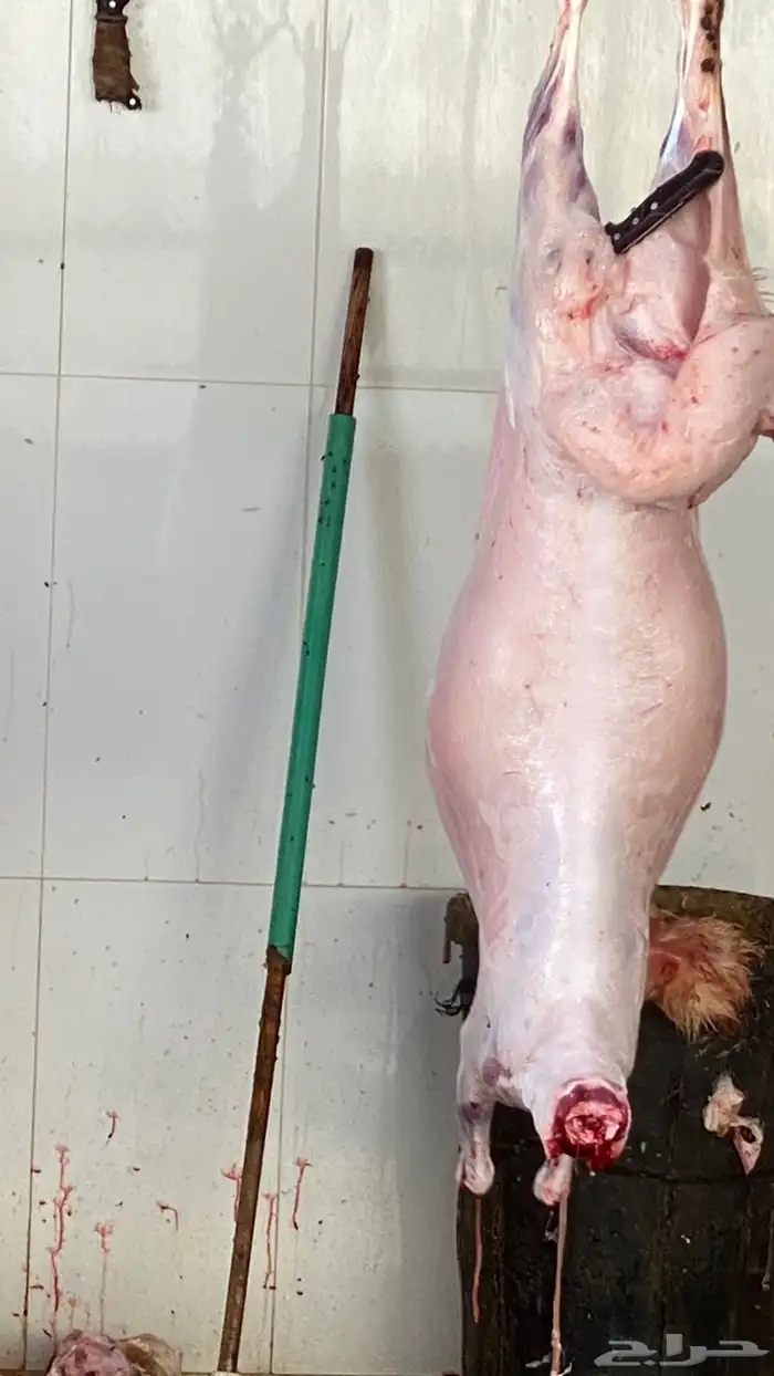 ذبايح نعيم   تابي و تمارا 24