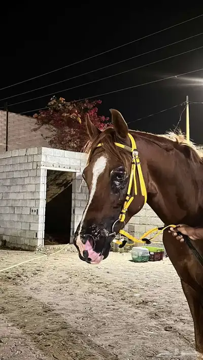 خيل شعبي index